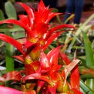 Pineapple Yellow Ornamental Leaves Bromeliad Plant 20 PCS Seeds