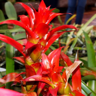 Pineapple Yellow Ornamental Leaves Bromeliad Plant 20 PCS Seeds