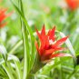 Pineapple Yellow Ornamental Leaves Bromeliad Plant 20 PCS Seeds