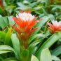 Pineapple Yellow Ornamental Leaves Bromeliad Plant 20 PCS Seeds
