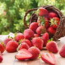 Pikan Strawberry 100 PCS Seeds