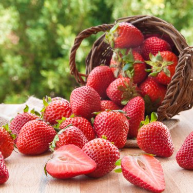 Pikan Strawberry 100 PCS Seeds