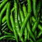 Pig Intestines' Long Crooked Hot Chili Pepper Vegetable 30 PCS Seeds