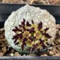 PIEICE Pseudolithos Eylensis 1 PCS Seeds