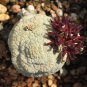 PIEICE Pseudolithos Eylensis 1 PCS Seeds