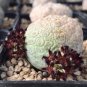 PIEICE Pseudolithos Eylensis 1 PCS Seeds