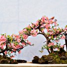 Pieces Sakura DIY home garden bonsai flower 10 PCS Seeds