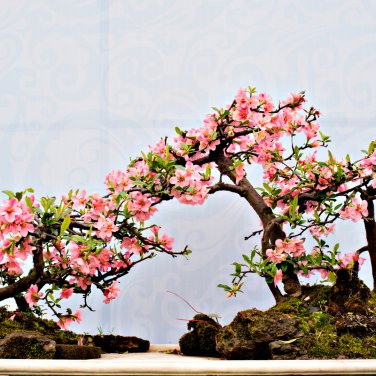 Pieces Sakura DIY home garden bonsai flower 10 PCS Seeds