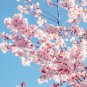Pieces Sakura DIY home garden bonsai flower 10 PCS Seeds