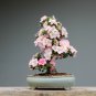 Pieces Sakura DIY home garden bonsai flower 10 PCS Seeds
