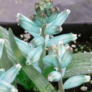 piece Lachenalia Virdiflora 1 PCS Seeds piece Lachenalia Virdiflora 1 PCS Seeds