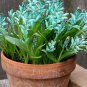 piece Lachenalia Virdiflora 1 PCS Seeds
