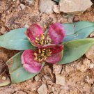 Piece Androcymbium latifolium South African Plant 1 PCS Seeds Piece Androcymbium latifolium South African Plant 1 PCS Seeds