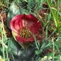 Piece Androcymbium latifolium South African Plant 1 PCS Seeds