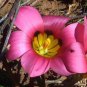 Piece Androcymbium latifolium South African Plant 1 PCS Seeds