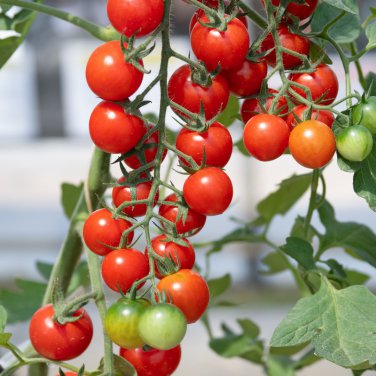 'Piccolo Cherry' Tomato 100 PCS Seeds