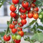 'Piccolo Cherry' Tomato 100 PCS Seeds