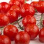 'Piccolo Cherry' Tomato 100 PCS Seeds