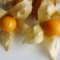 Physalis Peruviana Delicious Fruit Golden Berry 5 PCS Seeds