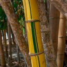 Phyllostachys Viridis 'Sulfurea' Yellwo Green Striped Bamboo 30 PCS Seeds