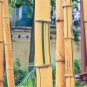 Phyllostachys Viridis 'Sulfurea' Yellwo Green Striped Bamboo 30 PCS Seeds