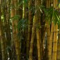Phyllostachys Viridis 'Sulfurea' Yellwo Green Striped Bamboo 30 PCS Seeds
