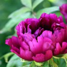 'Phoenix Fire' Purple Peony 5 PCS Seeds