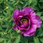 'Phoenix Fire' Purple Peony 5 PCS Seeds