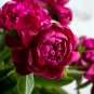 'Phoenix Fire' Purple Peony 5 PCS Seeds