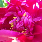 'Phoenix Feather' Red White Peony Shrub 5 PCS Seeds 'Phoenix Feather' Red White Peony Shrub 5 PCS Seeds