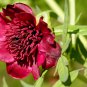 'Phoenix Feather' Red White Peony Shrub 5 PCS Seeds
