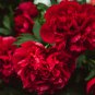 'Phoenix Feather' Red White Peony Shrub 5 PCS Seeds