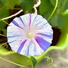 'Phoebe' White Blue Stripes Morning Glory Climbing Flowers 20 PCS Seeds 'Phoebe' White Blue Stripes Morning Glory Climbing Flowers 20 PCS Seeds