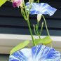 'Phoebe' White Blue Stripes Morning Glory Climbing Flowers 20 PCS Seeds