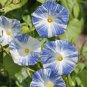 'Phoebe' White Blue Stripes Morning Glory Climbing Flowers 20 PCS Seeds