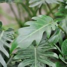 Philodendron Tree 200 PCS Seeds Philodendron Tree 200 PCS Seeds