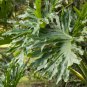 Philodendron Tree 200 PCS Seeds