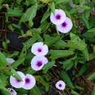 Phoebe Pharbitis Morning Glory Climbing Flowers 20 PCS Seeds