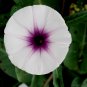 Phoebe Pharbitis Morning Glory Climbing Flowers 20 PCS Seeds