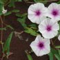 Phoebe Pharbitis Morning Glory Climbing Flowers 20 PCS Seeds