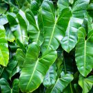 Philodendron Plant 100 PCS Seeds Philodendron Plant 100 PCS Seeds