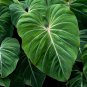 Philodendron Plant 100 PCS Seeds