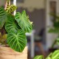 Philodendron Plant 100 PCS Seeds