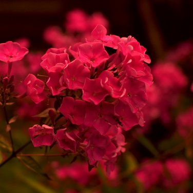 Phlox paniculata 100 PCS Seeds