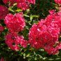 Phlox paniculata 100 PCS Seeds