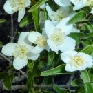 Philadelphus coronarius Mock Orange Flower 20 PCS Seeds