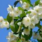 Philadelphus coronarius Mock Orange Flower 20 PCS Seeds