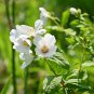Philadelphus coronarius Mock Orange Flower 20 PCS Seeds