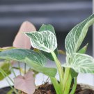 Philodendron Erubescens 100 PCS Seeds Philodendron Erubescens 100 PCS Seeds