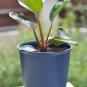 Philodendron Erubescens 100 PCS Seeds